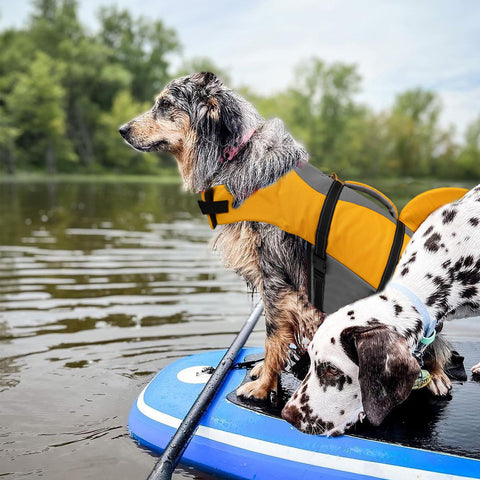 A dog was wearing FUNWATER pet life jacket